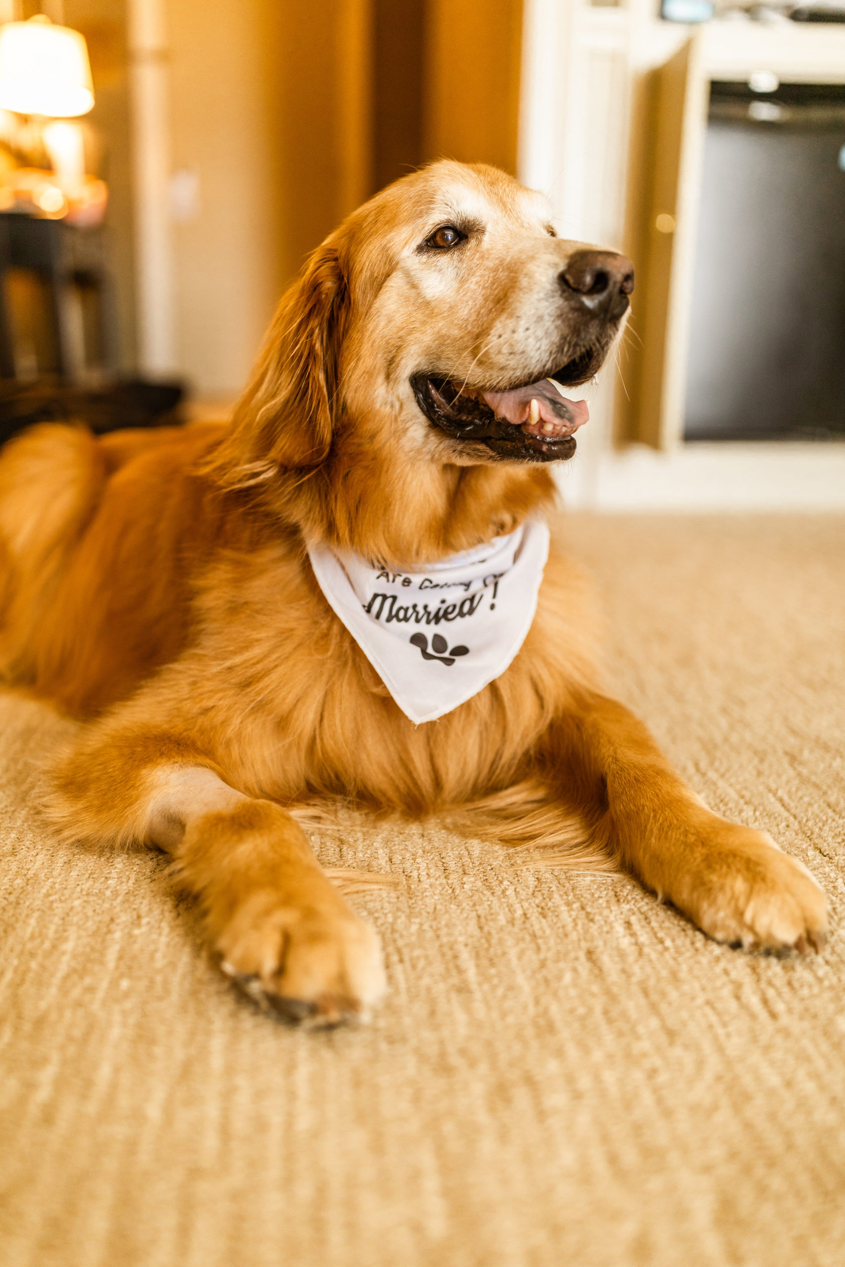 golden retriever dog wearing bandana at wedding